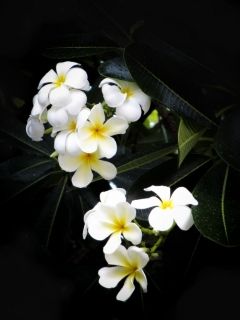 สาปสาง