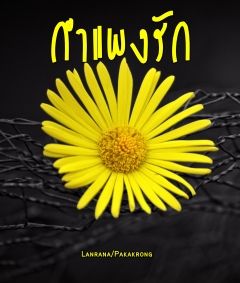 กำแพงรัก