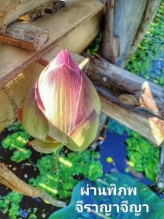 ผ่านพิภพ