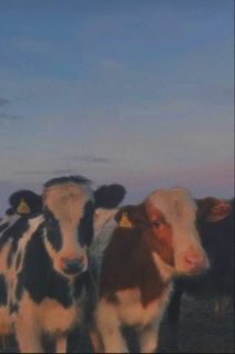 Cow’s Babe 