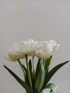 แชมเปญทิวลิป [Champagne Tulip]
