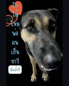รักได้ไหมพ่อคนเย็นชา?