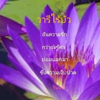 วารีไร้บัว